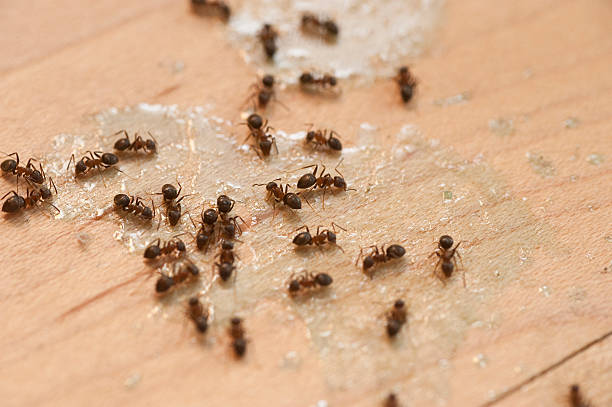 Best Affordable Pest Control Services  in Monrovia, IN